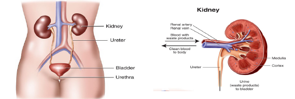 Kidneys